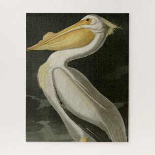 Amerikanischer Weißpelikan, Audubons Vögel von Ame