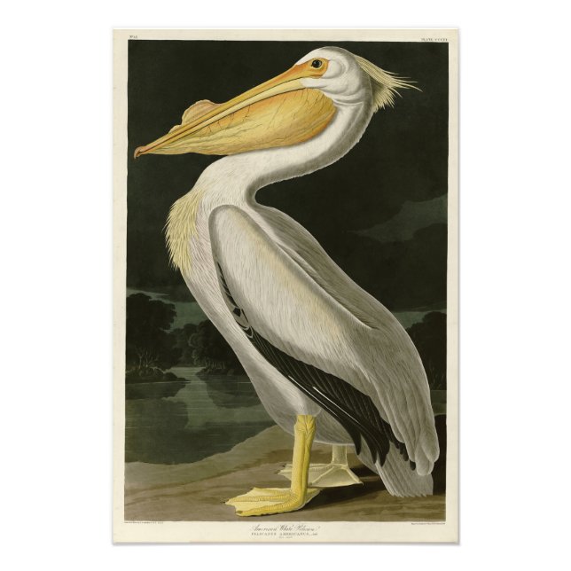Amerikanischer Weißpelikan, Audubons Vögel von Ame Fotodruck (Vorne)