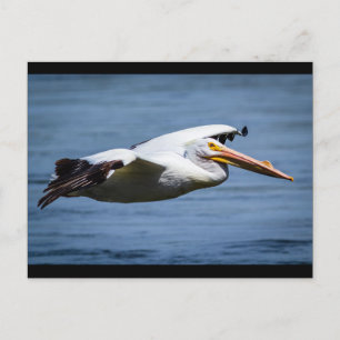 Amerikanischer Weißpelikan Postkarte