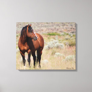 Amerikanischer wilder MustangStallion Leinwanddruck