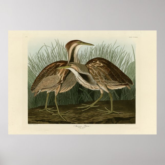 Amerikanisches Bittern - von Audubons Vögeln Ameri Poster (Vorne)