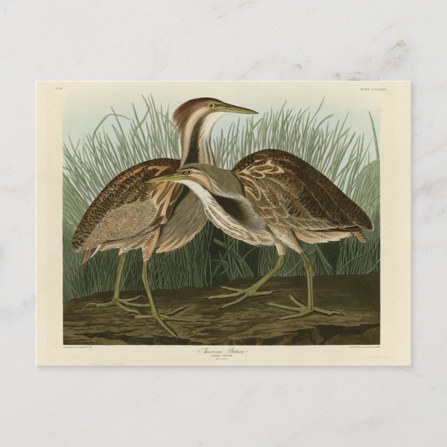 Amerikanisches Bittern - von Audubons Vögeln Ameri Postkarte (Vorderseite)