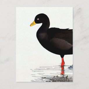 Amerikanisches Blässhuhn - Vogel - Naturkunstkarte Postkarte