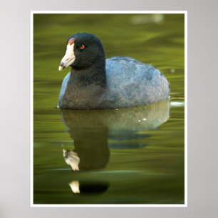 Amerikanisches Blässhuhn-Wandbild   Wasservogel-Re Poster