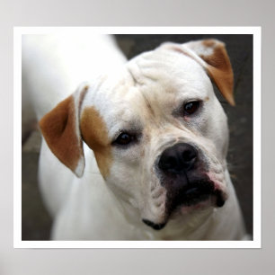 Amerikanisches Bulldogge-Gesicht Poster