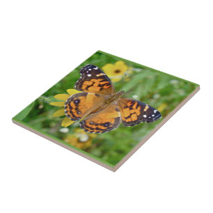 Amerikanisches Dame Butterfly - Vanessa Fliese