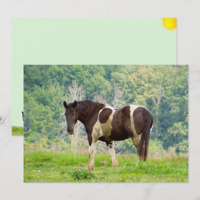 Amerikanisches gestrichenes Pferd in einer Feldfla (Vorne/Hinten)