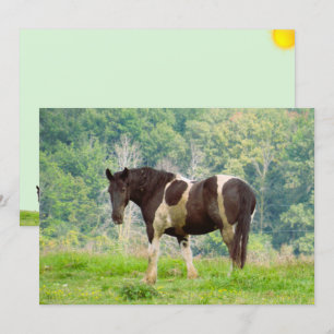 Amerikanisches gestrichenes Pferd in einer Feldfla