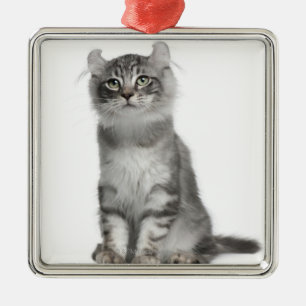 Amerikanisches Locken-Kätzchen (3 Monate alte) Silbernes Ornament