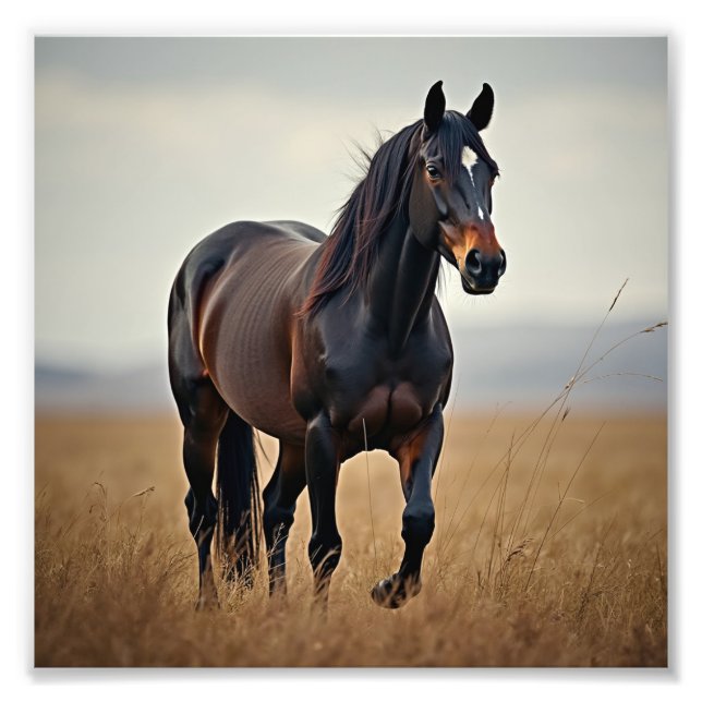 amerikanisches Pferd Fotodruck (Vorne)