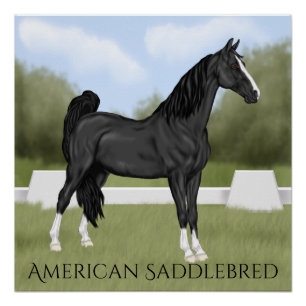 Amerikanisches Sattel-gezüchtetes Pferd Poster