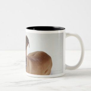 Amerikanisches Staffordshire Terrier, das sich Zweifarbige Tasse
