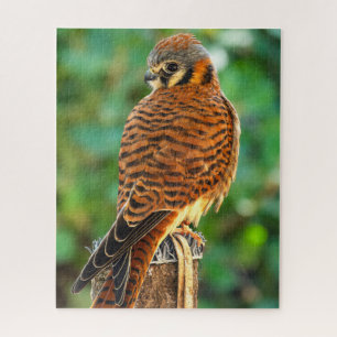 Amerikanisches Turmfalken-Puzzle Wildlife-Natur-