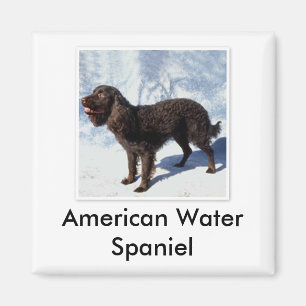 Amerikanisches Wasserspaniel-Magnet Magnet