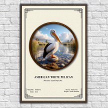 Amerikanisches Weißes-Pelikan-Zoologie-Poster