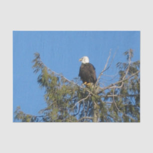 Amerikanisches Weißkopfseeadler-Gewebe Seidenpapier