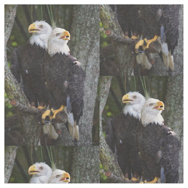 Amerikanisches Weißkopfseeadler-Gewebe Stoff (Nahaufnahme)