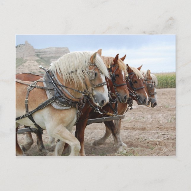Amerikas Arbeitspferd Postkarte (Vorderseite)