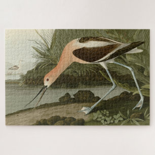 Amerikas Avocet von Audubons Vögeln Amerikas