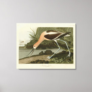 Amerikas Avocet von Audubons Vögeln Amerikas Leinwanddruck