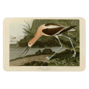 Amerikas Avocet von Audubons Vögeln Amerikas Magnet