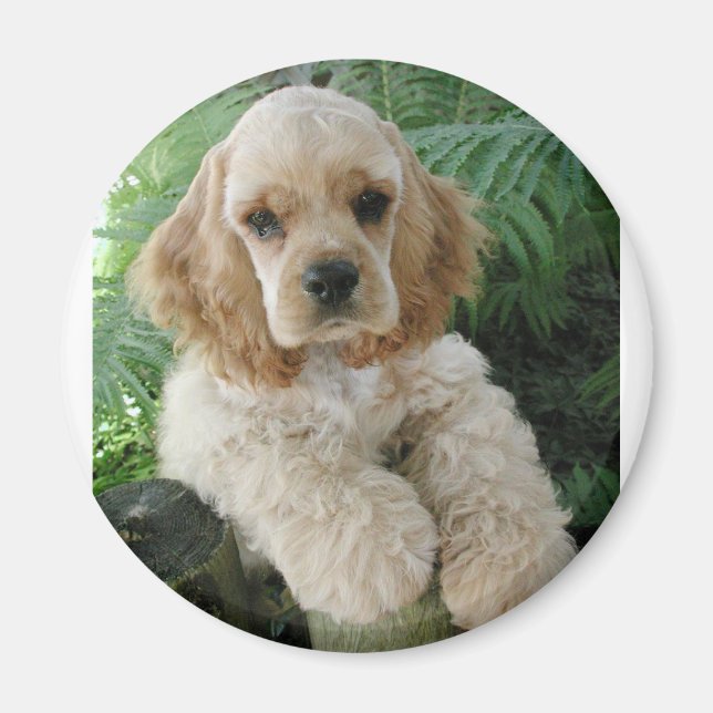Amerikas Cocker Spaniel Hund und der Grüne Fern Magnet (Vorne)