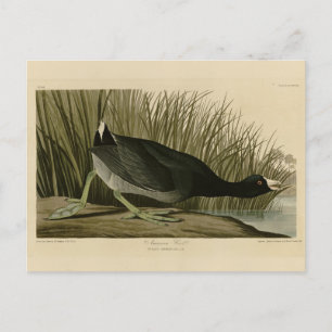 Amerikas Coot von Audubons Vögeln Amerikas Postkarte