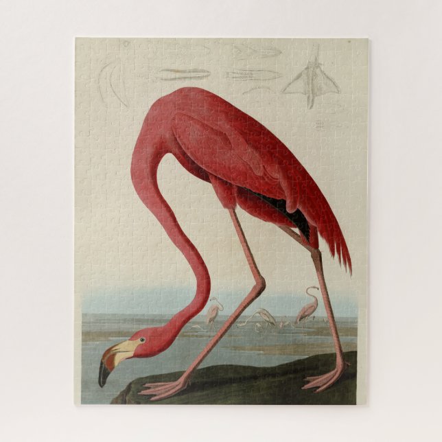 Amerikas Flamingo von Audubons Vögeln Amerikas (Vertikal)
