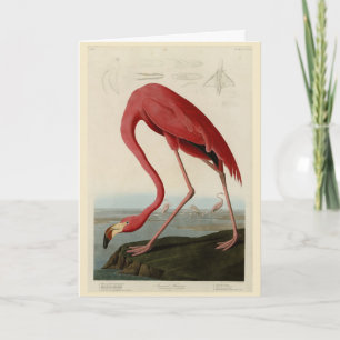 Amerikas Flamingo von Audubons Vögeln Amerikas Karte