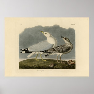 Amerikas Gull - Audubons Vögel in Amerika Poster