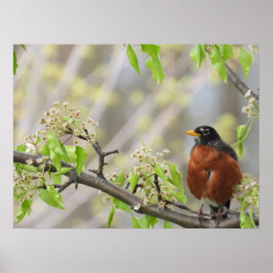 Amerikas Robin-und Frühjahrsblüten Poster