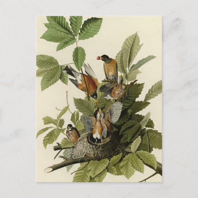 Amerikas Robin von Audubons Vögeln Postkarte (Vorderseite)