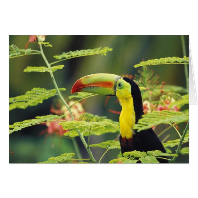 Amérique centrale, Honduras. Toucan à prix Keel (Devant horizontal)