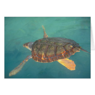 Amérique centrale, Panama, Bocas Del Torro