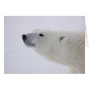 Amérique du Nord, Canada, Manitoba, Churchill. 6