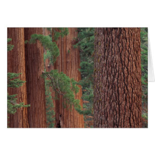 Amérique du Nord, États-Unis, Californie, Parc nat