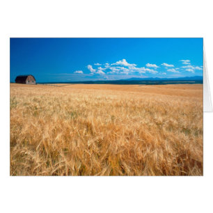 Amérique du Nord, États-Unis, Idaho. Champ d'orge