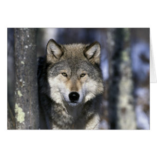 Amérique du Nord, États-Unis, Minnesota. Loup Cani