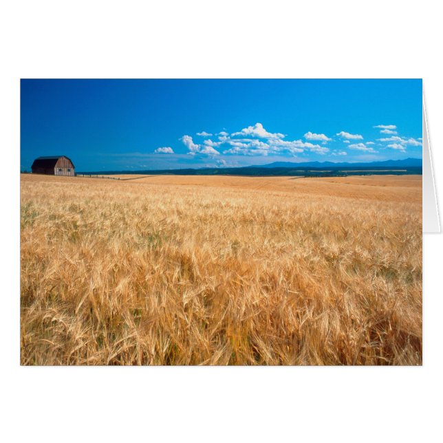 Amérique du Nord, USA, Idaho. Champ d'orge dans (Devant horizontal)