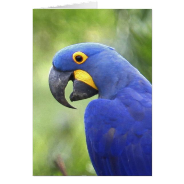 Amérique du Sud, Brésil, Pantanal (Devant)