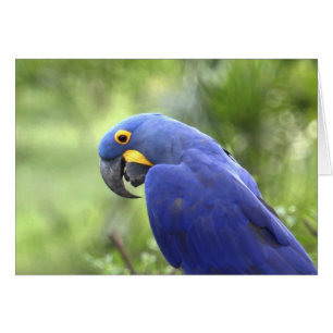 Amérique du Sud, Brésil, Pantanal