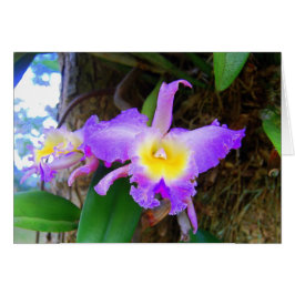 Amethyst Cattleya Orchids Card