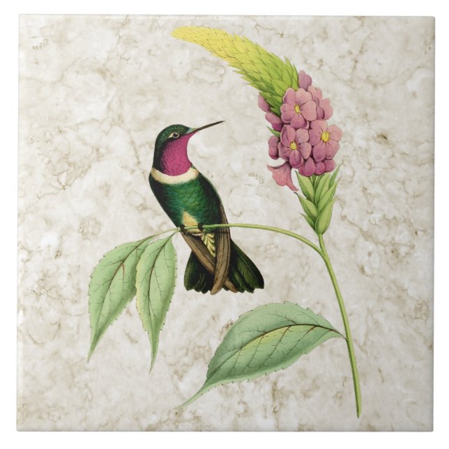 Amethyst Throated Kolibri-Keramik-Fliese Fliese (Vorderseite)