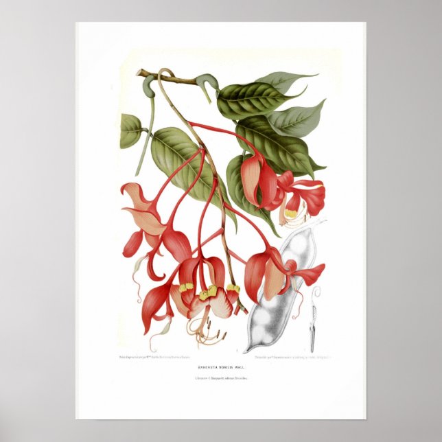 Amherstia nobilis poster (Vorne)