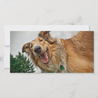 Amiga the Lächelnde Collie