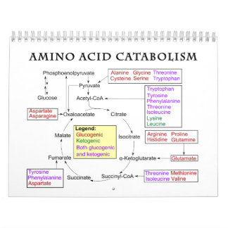 Amino-Säurediagramm Kalender