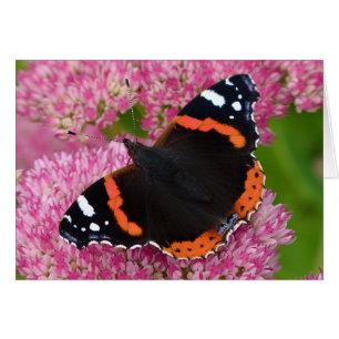 Amiral rouge sur le sedum (joie d'automne)
