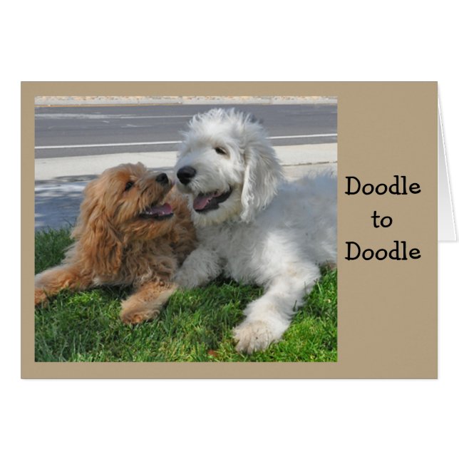 Amis de Goldendoodle (Devant horizontal)