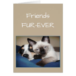 AMIS POUR TOUJOURS OU FOUR pour toujours Chien et 