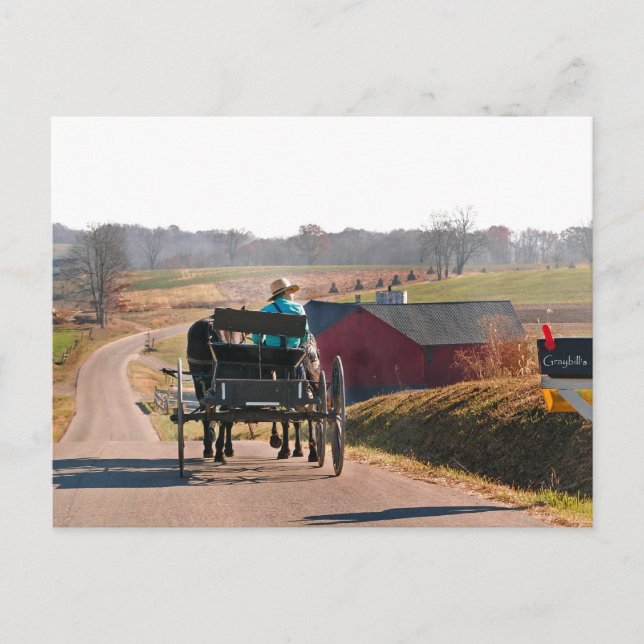 Amish Boy Drives Open Buggy Postkarte (Vorderseite)